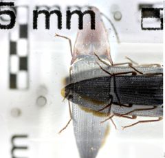 Foto (Dorsalansicht) von Melanotus werneri (Platia & Schimmel, 2001)